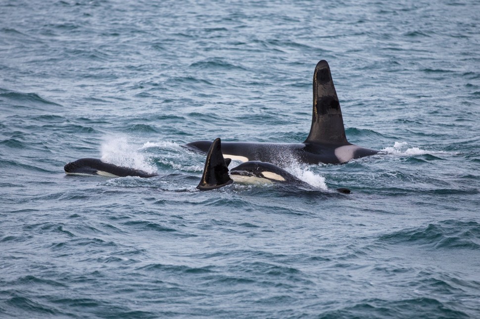 Killer whales or orcas are a winter highlight on the Peninsula