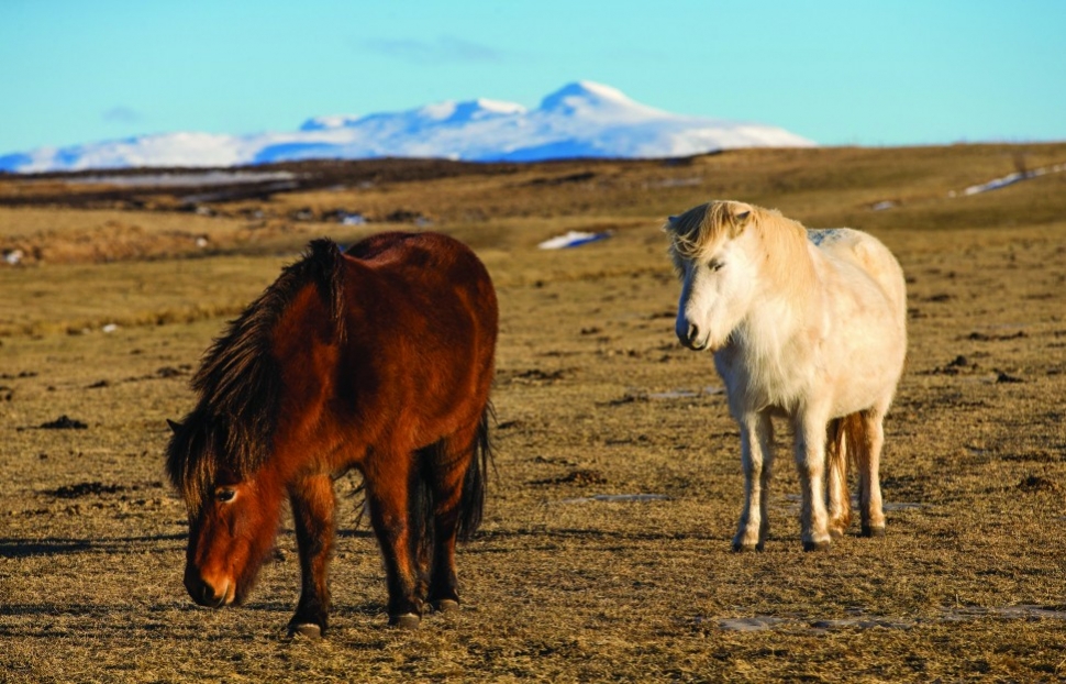 The iconic icelandic horse