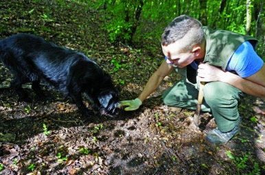 Crnko, the truffle hunting dog, sniffing out the prized tubers growing underground