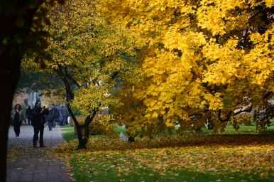 Autumn extends its golden hues, lending a kaleidoscope of colours