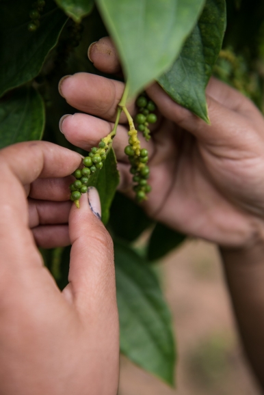 Kampot pepper is known for its mild taste