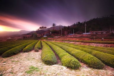The lush tea fields of Boseong occupy about 10.6 square kilometres