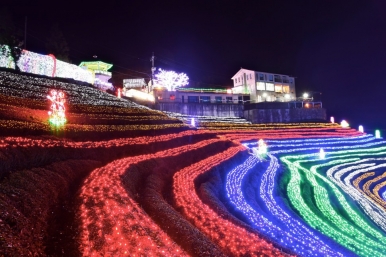 Green tea fields are transformed into a gigantic village of lights from December through January