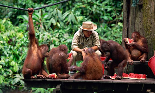 Photo credit: http://livesharetravel.com/20950/orangutan-island-falling-love-animals-borneo-photos/