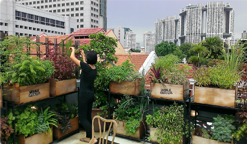 Edible Garden City champions growing your own food in Singapore