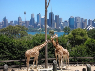 Giraffes at the Taronga Zoo