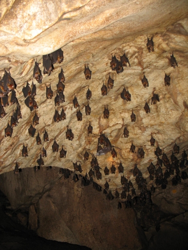 Bats spend the day sleeping in caves and forage for food at night