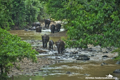 Borneo pygmy elephants are regular visitors to Imbak Canyon