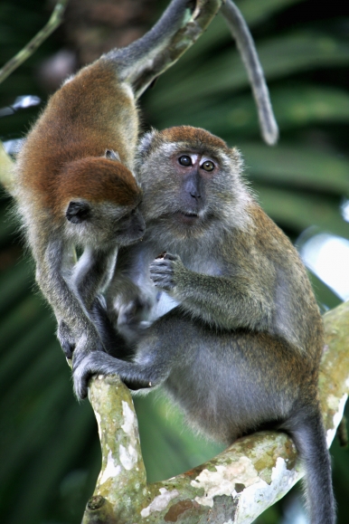 Long-tailed macaques are a common sight in the rainforest