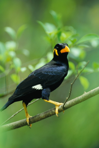 A Hill Mynah resting on a tree