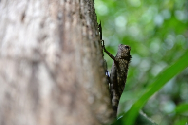 An anglehead lizard seen during the jungle trek