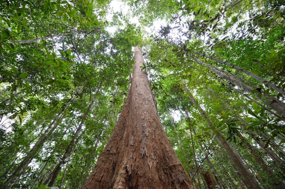 Giant belian trees can grow to heights of more than 76 metres