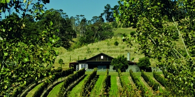 One of the properties on Black Barn Luxury Retreats which offer unique stays in the heart of a vineyard