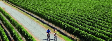 A couple cycling through a vineyard in Hawkes Bay, the oldest wine region in New Zealand