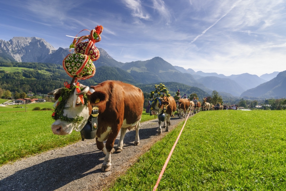 The Almabtrieb sees farmers bringing their cows from the alpine meadows at the end of the summer; Photo © Bayern Tourismus