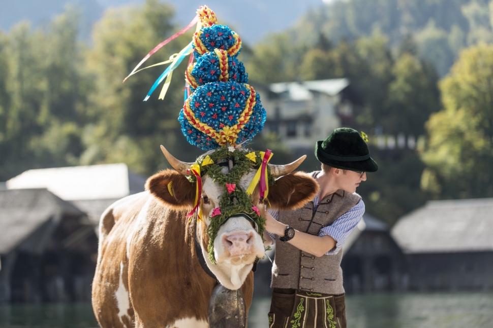 The cows in the cattle drive are crowned with a headdress to mark the end of the journey; Photo © Bayern Tourismus