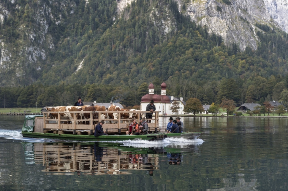 Cows being ferried by boats across Lake Königssee; Photo © Bayern Tourismus