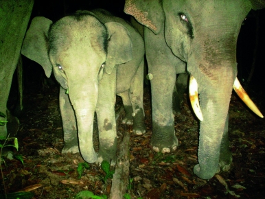 Elephants caught on the camera trap