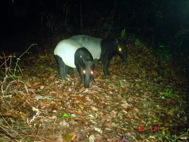 Like the tiger, tapirs are also facing extinction from hunting and habitat loss