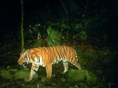 The number of Malayan tigers in the wild has dropped drastically over the years