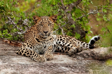 Get up close with Leopards in Sri Lanka Photo © Viator