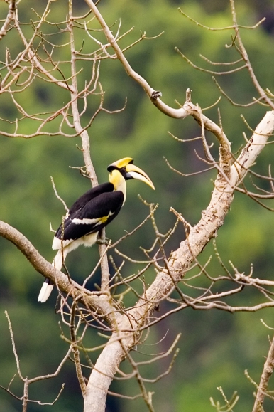 The Hornbill is just one of the many bird species that calls Langkawi home Photo © Freeimages