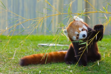 An inquisitive red panda Photo © 123rf.com