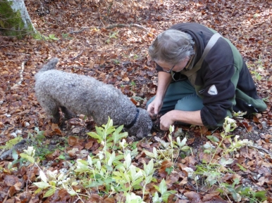 The dog and guide work together to find the highly sought-after prize, a fresh black truffle