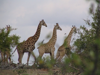 A family of Giraffes,Photo © Leslie van Veenhuyzen, Freeimages
