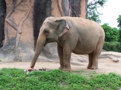 An Asian Elephant,Photo © skarlyt, Freeimages