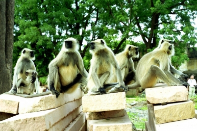 Wild monkeys in India,Photo © Gérald Anfossi,Freeimages