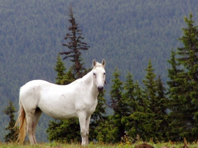 A lone white horse in Transylvania,Photo © Gabor Kalman,Freeimages