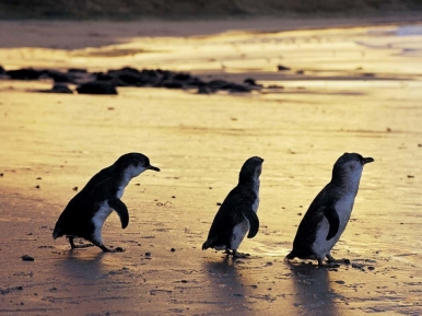 Native Penguins of Philip Island, Photo © Visit Victoria