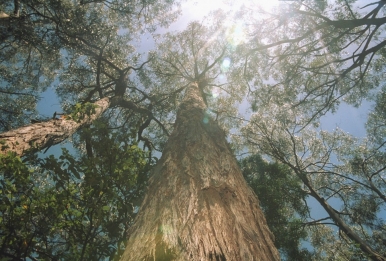 Towering trees of the Grampians National Park, Photo M Nota  © Freeimages
