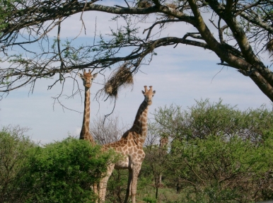 Experience African wildlife up close, Photo Mohammed Amod © Freeimages