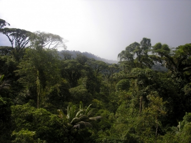 The rich jungles of Costa Rica, Photo Jenny Nerlich © Freeimages