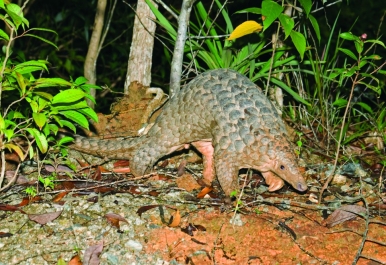 Pangolins are prized for their scales and its derivatives because of their supposed medicinal properties Photo © Norman Lim