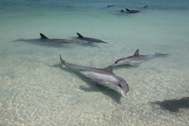 Dolphins at Monkey Mia