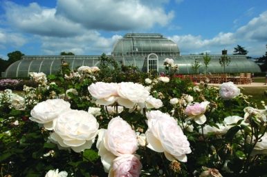 Kew has had a Rose Garden since the 1920s