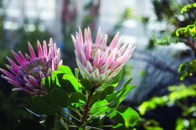 The Protea Cynaroides thrives in the glasshouse