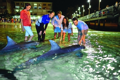 Night feeding of wild bottlenose dolphins at Moreton Island