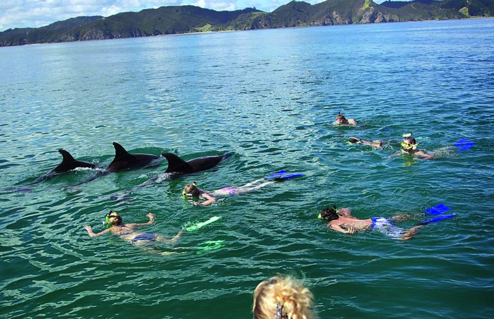 Swimming with the dolphins in Paihia Bay
