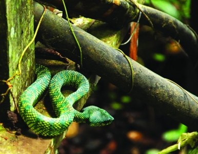 The Bornean Keeled Green Pit Viper is a sure sight at the national park