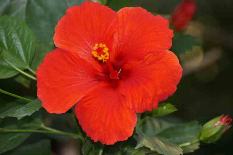 The red hibiscus is Malaysia's national flower