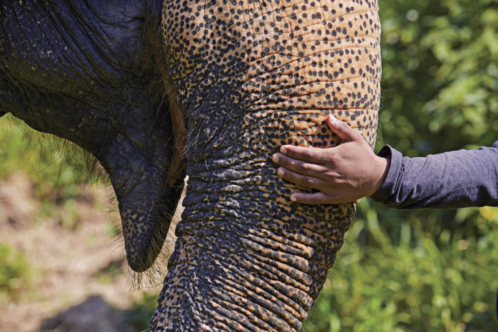 An elephant being cared for at Phuket Elephant Sanctuary (Photo: Lek Kiatsirikajorn)