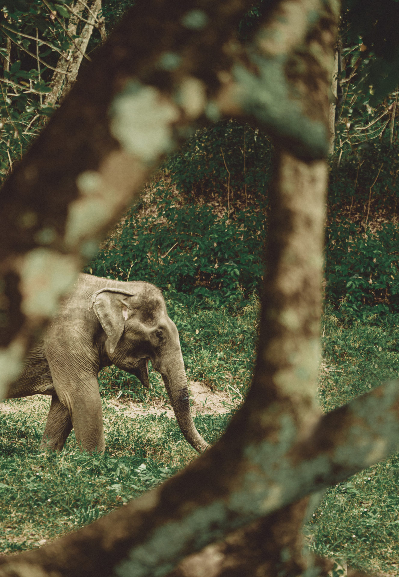 An elephant roaming around the Phuket Elephant Sanctuary (Photo by David Terrazas)
