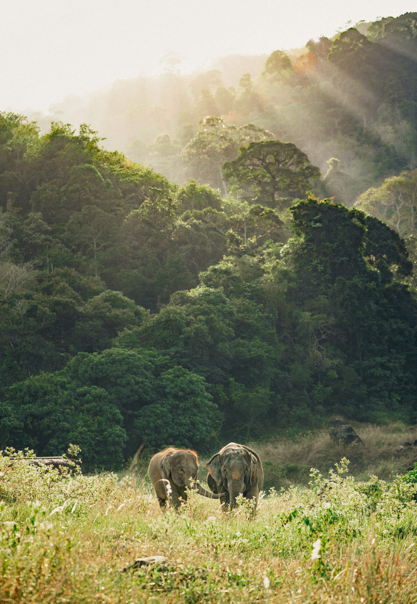 There are roughly 30 elephant parks in Phuket, and as recently as 2016, most of them offered elephant rides. Now less than a third do, with venues such as Tree Tops helping the public get wise to the cruelty underpinning the activity (Photo: David Terrazas)