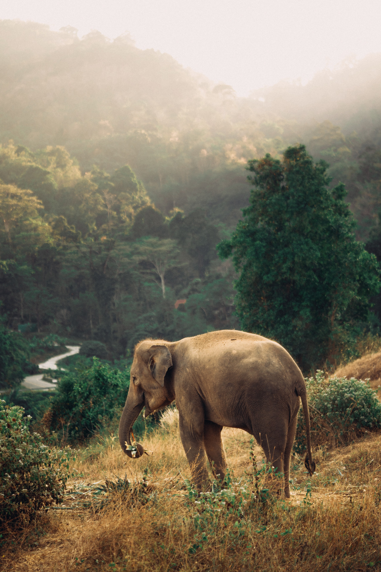 Elephants roam freely in Tree Tops Elephant Reserve in southern Phuket (Photo: David Terrazas)