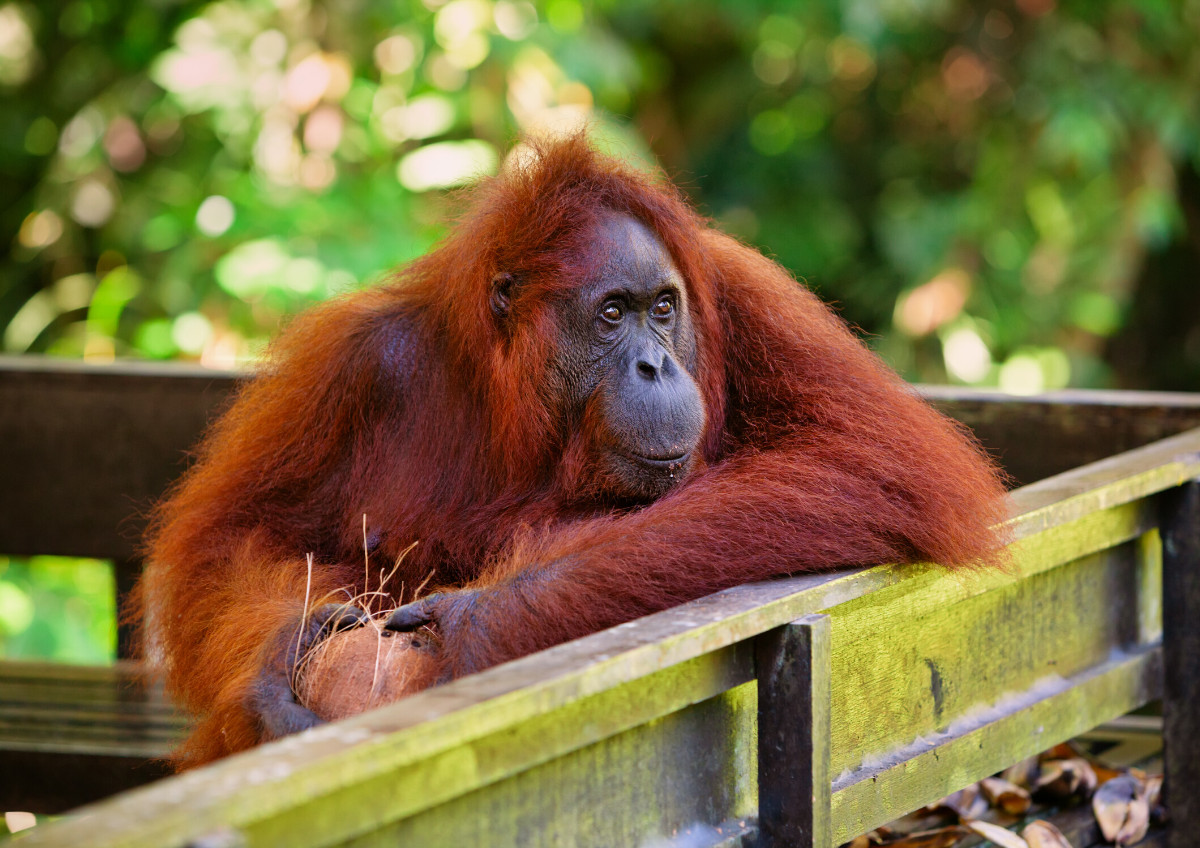 A wild Bornean orangutan at Semenggoh Nature Reserve in Kuching