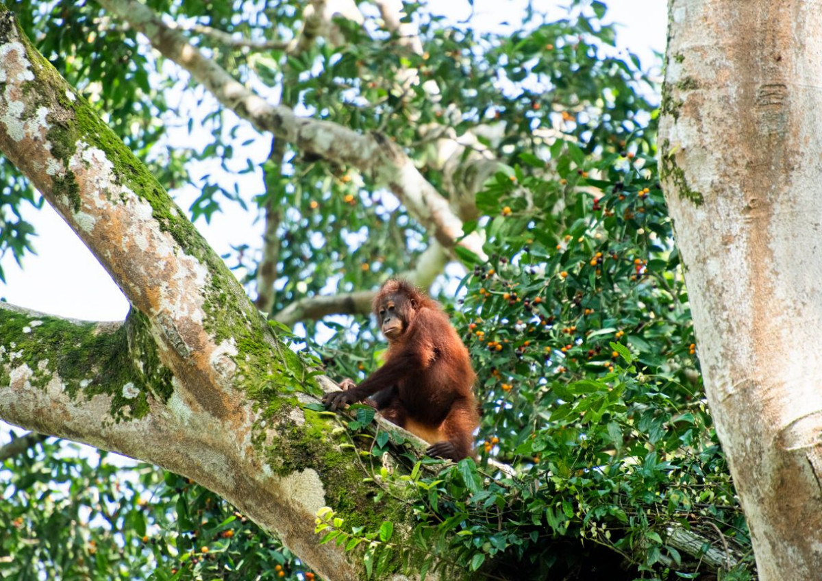 One of the remaining 11,000 orangutans left in Sabah